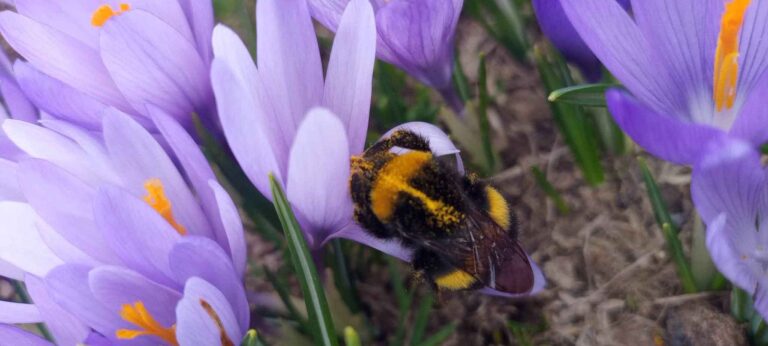 bee